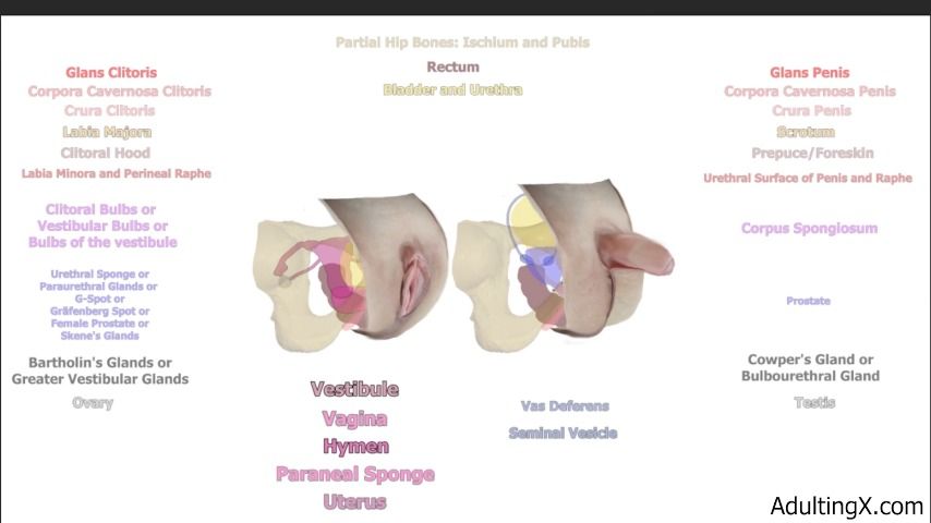 Female Anatomy and Homology - Apr 27, 2022