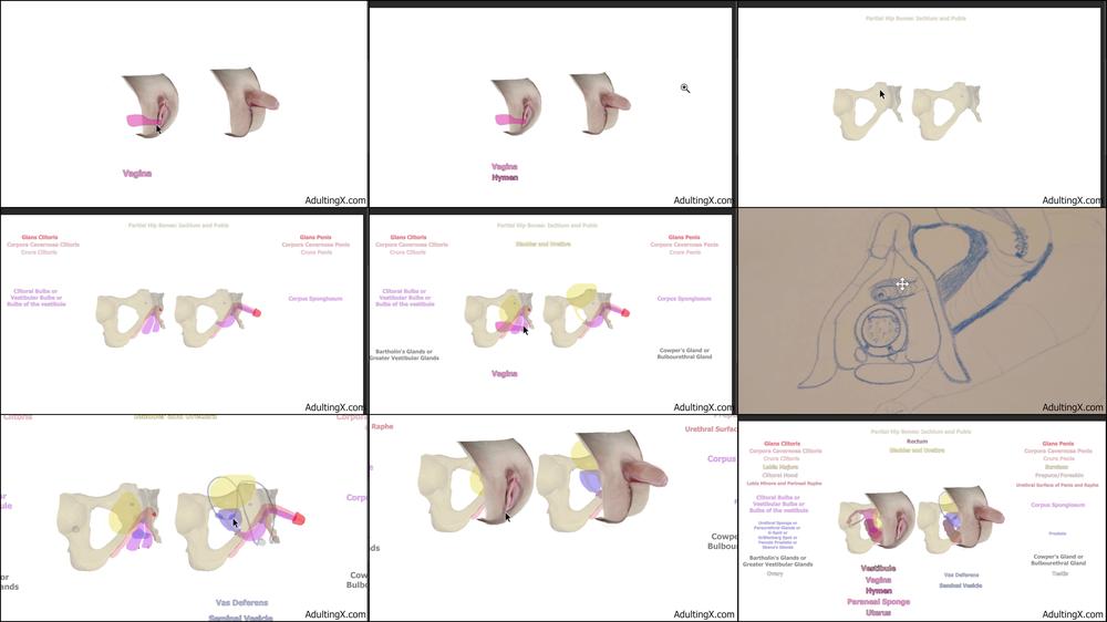 Female Anatomy and Homology - Apr 27, 2022