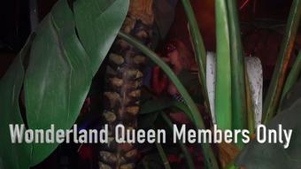 Wonderland Queen Members Only - Apr 20, 2023 (Xtasy Girl)