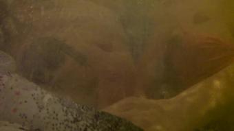 Kinkyporncpl Teasing And Hand Job In Public Jacuzzi (KinkyPornCpl)