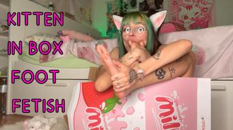 PETPLAY KITTEN IN BOX LICK FEET (cutielanalova)