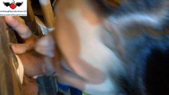 Gloryhole BJ from OWilder (nmjnaughtyvixens)